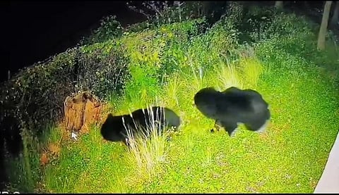 Movement of wild animals near villages