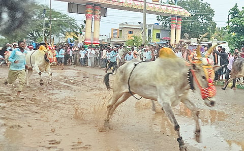 ಲಕ್ಷ್ಮೇಶ್ವರದಲ್ಲಿ ಕಾರ ಹುಣ್ಣಿಮೆ ನಿಮಿತ್ತ ನಡೆದ ಕರಿ ಹರಿಯುವ ಹಬ್ಬದಲ್ಲಿ ಓಡುತ್ತಿರುವ ಎತ್ತುಗಳು.