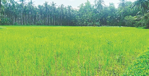 ಭತ್ತ ಕೃಷಿ