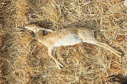 ಕಡೂರಿನ ಬಾಸೂರು ಕಾವಲು ಸಮೀಪದ ಕಲ್ಲೇನಹಳ್ಳಿ ಗ್ರಾಮದ ಜಮೀನಿನಲ್ಲಿ ಅಪರೂಪದ ಕೃಷ್ಣಮೃಗ ಮರಿಯ ಮೃತದೇಹ ಪತ್ತೆಯಾಗಿರುವುದು.