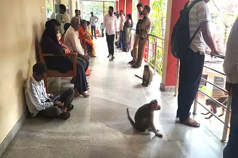 ಕಡೂರಿನ ಕೋರ್ಟ್ ಆವರಣದಲ್ಲಿರುವ ಕೋತಿಗಳು.