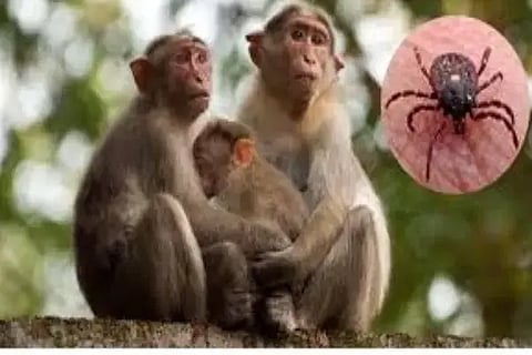 ಮಂಗನ ಕಾಯಿಲೆ