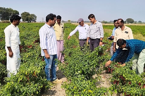 ಕೋಳೂರು ಗ್ರಾಮದ ರೈತರ ಜಮೀನಿನಲ್ಲಿ ಮೆಣಸಿನಕಾಯಿ ಬೆಳೆಗೆ ಮಚ್ಚೆರೋಗ ತಗುಲಿರುವುದನ್ನು ತೋಟಗಾರಿಕೆ ಇಲಾಖೆ ಅಧಿಕಾರಿಗಳು ಪರಿಶೀಲಿಸಿದರು. ತೋಟಗಾರಿಕೆ ಇಲಾಖೆ ಹಿರಿಯ ಸಹಾಯಕ ನಿರ್ದೇಶಕ ಜೆ.ಶಂಕರ್, ಎಎಚ್‌ಒ ಕಿರಣ್ ಚೌರಾದ್, ರೈತರು ಇದ್ದರು.