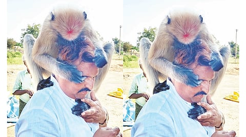 ಕುರುಗೋಡು ತಾಲೂಕಿನ ಕಲ್ಲುಕಂಬ ಗ್ರಾಮದ ವ್ಯಕ್ತಿಯ ಮೇಲೆ ಕುಳಿತಿರುವ ಕೋತಿ.