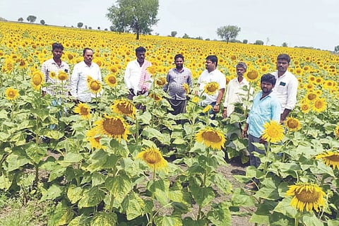 ಕುರುಗೋಡು ತಾಲೂಕಿನ ಮುಷ್ಟಗಟ್ಟೆ ಗ್ರಾಮದ ರೈತ ಮಾರೆಪ್ಪ ಅವರ ಜಮೀನಿನಲ್ಲಿ ಸೂರ್ಯಕಾಂತಿ ಬೆಳೆಯನ್ನು ಸಹಾಯಕ ಕೃಷಿ ನಿರ್ದೇಶಕ ಗರ್ಜೆಪ್ಪ, ಕೃಷಿ ಅಧಿಕಾರಿ ದೇವರಾಜ್ ಪರಿಶೀಲಿಸಿದರು. ರೈತರಾದ ಶ್ರೀಕಾಂತ್, ನಾಗರಾಜ್ ಇತರರಿದ್ದರು. 