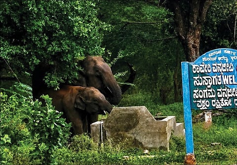 ಕನಕಪುರ ತಾಲೂಕಿನ ಹೆಗ್ಗನೂರು ಗ್ರಾಮದ ಸಮೀಪ ಅರಣ್ಯ ಇಲಾಖೆ ಚೆಕ್​ಪೋಸ್ಟ್​ ಬಳಿ ಕಾಡಾನೆ ಮರಿಯೊಂದಿಗೆ ನೀರು ಕುಡಿಯುತ್ತಿರುವುದು.