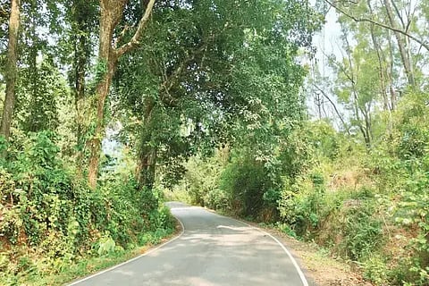 ಕಳಸ-ಕುದುರೆಮುಖ ರಸ್ತೆಗೆ ಬಾಗಿಕೊಂಡಿರುವ ಮರಗಳು.
