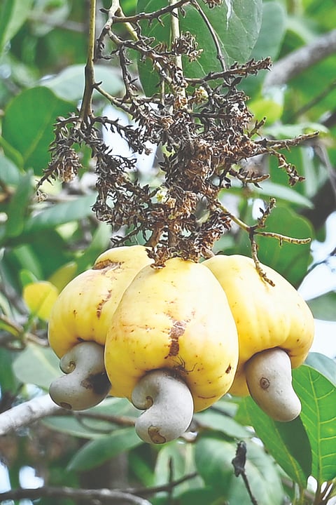 ಫಸಲು ಬಿಟ್ಟಿರುವ ಗೇರು