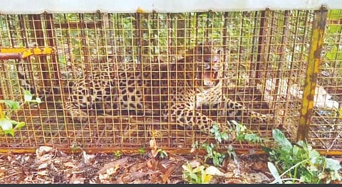  ಅರಣ್ಯ ಇಲಾಖೆ ಬೋನಿನಲ್ಲಿ ಸೆರೆಯಾದ ಚಿರತೆ.