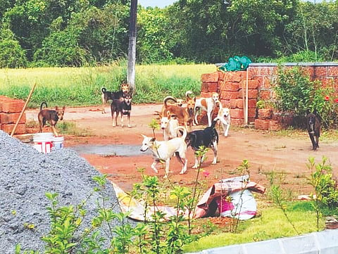 ಕೋಟದಲ್ಲಿ ಹೆಚ್ಚಾಗಿರುವ ಬೀದಿನಾಯಿಗಳ ಹಾವಳಿ