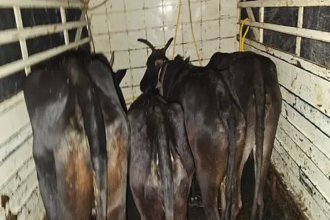 ಕೊಪ್ಪ ತಾಲೂಕಿನ ಕುಂಚೂರಿನಿಂದ ಅಕ್ರಮವಾಗಿ ಲಕ್ಕವಳ್ಳಿಗೆ ಸಾಗಿಸುತ್ತಿದ್ದ ಹಸುಗಳನ್ನು ರಕ್ಷಿಸುತ್ತಿರುವುದು.