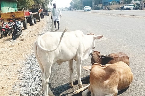 ಕವಿತಾಳ ಪಟ್ಟಣದ ಮುಖ್ಯರಸ್ತೆಯಲ್ಲಿ ಬಿಡಾಡಿ ದನಗಳು ಮಲಗಿರುವುದು.