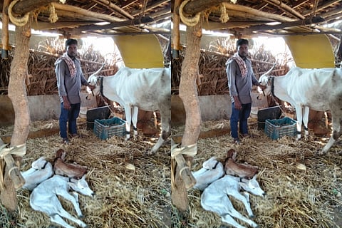 ಕೊಟ್ಟೂರು ತಾಲೂಕಿನ ಜಾಗಟಗೇರಿ ಗ್ರಾಮದಲ್ಲಿ ಹಸು ಮೂರು ಕರುಗಳಿಗೆ ಜನ್ಮ ನೀಡಿರುವುದು. 