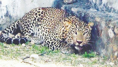 Leapard