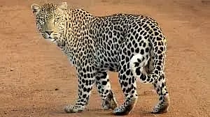 ವಿಮಾನ ನಿಲ್ದಾಣ ಪರಿಸರದಲ್ಲಿ ಅವಿತಿರುವ ಚಿರತೆ (Leopard).