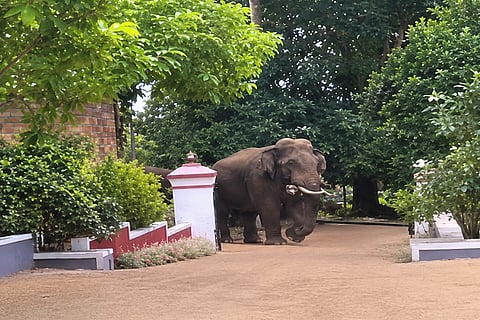  ಈಚೆಗೆ ಸಿದ್ದಾಪುರ ಸಮೀಪ ಮನೆಯಂಗಳದಲ್ಲಿ ಕಂಡು ಬಂದ ಕಾಡಾನೆ