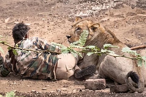 Lion Attack ಸಾಂದರ್ಭಿಕ ಚಿತ್ರ