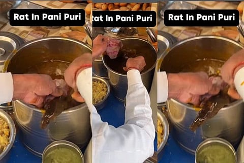 ಪಾನಿಪುರಿಯ ಮಸಾಲೆಯುಕ್ತ ನೀರಿನಲ್ಲಿರುವ ಇಲಿ