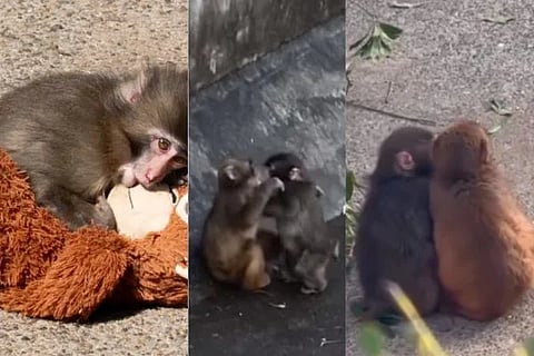 ಮೊಮೊ-ಚಾನ್ ಎಂಬ ಮಂಗವನ್ನು ಪ್ರೇಯಸಿ ಮಾಡಿಕೊಂಡ ಪಂಚ್!
