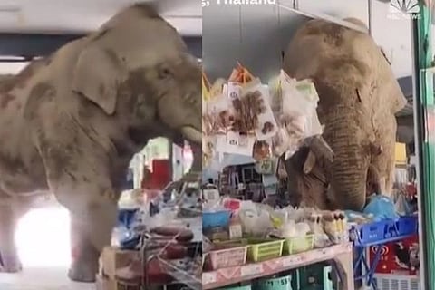  ಆನೆಯ ಶಾಪಿಂಗ್ ವಿಡಿಯೋ (Elephant Viral Video)