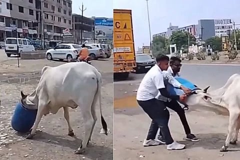 ಮೂಕಜೀವಿಯ ಪ್ರಾಣ ಉಳಿಸಿದ ವಿಡಿಯೋ ವೈರಲ್​