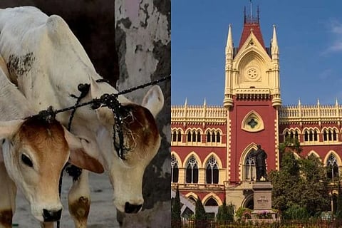 ಹಸುವಿನ ವಧೆ ಈದ್​ನ ಭಾಗವಲ್ಲ: ಕಲ್ಕತ್ತಾ ಹೈಕೋರ್ಟ್​