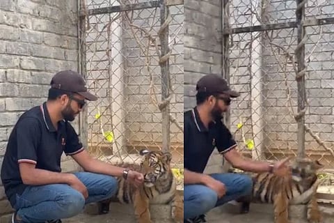 ಕಚ್ಚಲು ಬಂದ ಹುಲಿ ಮರಿಗೆ ಯುವಕ ಕಪಾಳಮೋಕ್ಷ