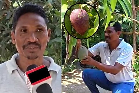 ವಿಶ್ವದ ದುಬಾರಿ ಬೆಲೆಯ ಮಾವಿನ ಹಣ್ಣನ್ನು ಬೆಳೆದ ಭಾರತದ ರೈತ