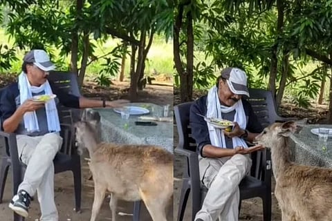 ಜಿಂಕೆಗೆ ಅವಲಕ್ಕಿ (ಪೊಹಾ) ತಿನ್ನಿಸಿದ ಅರಣ್ಯಾಧಿಕಾರಿ ಸೇವೆಯಿಂದ ಅಮಾನತು