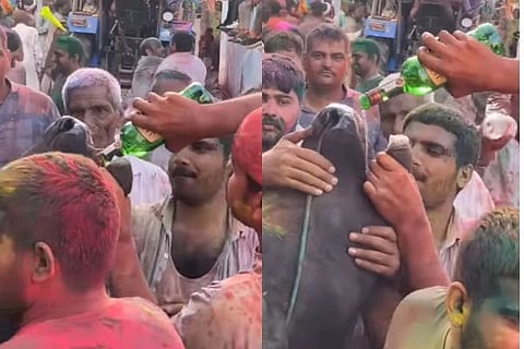 ಹಸುವಿನ ಬಾಯಿಗೆ ಮದ್ಯ ಸುರಿದ ದುರುಳರು
