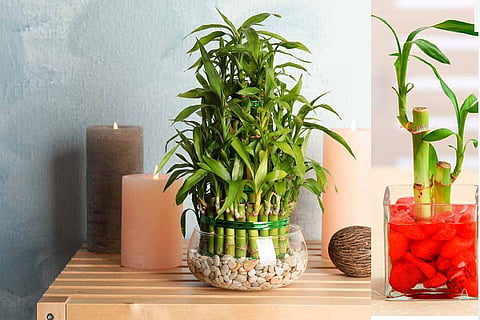 Lucky Bamboo Vastu Benefits