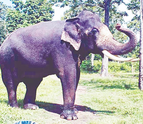 ಮಹೇಂದ್ರ