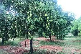 mango story