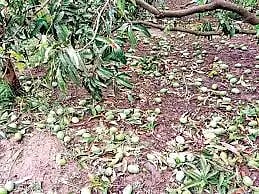 mango problem