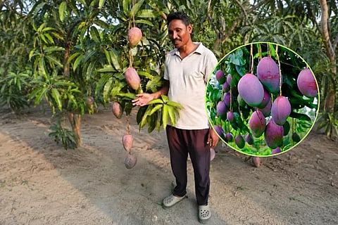MiyazakiMango 