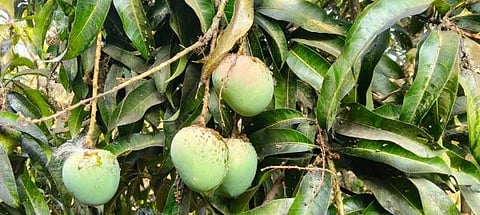 ಮಾವಿಗೆ ಜೋನಿ ರೋಗ ತಗುಲಿರುವುದು.