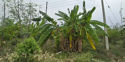 ಕಬ್ಬು, ತೆಂಗು, ಬಾಳೆ ಬೆಳೆದಿರುವುದು.