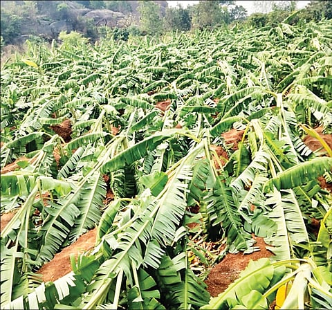 ಮಳೆಗಾಳಿಗೆ ಮಕಾಡೆ ಮಲಗಿದ 3000 ಗಿಡ