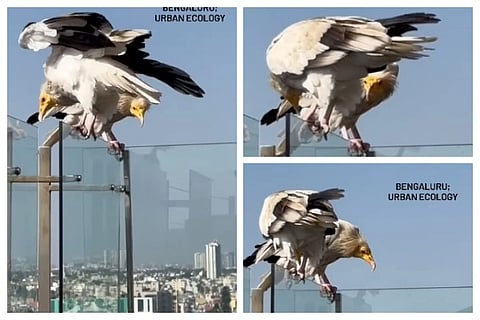 Egyptian vulture