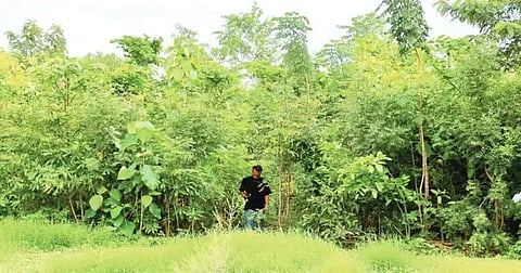 ಮಿಯಾವಾಕಿ ಅರಣ್ಯ. (ಸಂಗ್ರಹ ಚಿತ್ರ)