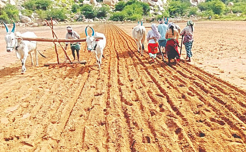 ಮೊಳಕಾಲ್ಮೂರು ತಾಲೂಕಿನಲ್ಲಿ ಸುರಿದ ಹದ ಮಳೆಗೆ ರೈತರು ಶೇಂಗಾ ಬಿತ್ತನೆ ಕಾರ್ಯಕ್ಕೆ ಚಾಲನೆ ನೀಡಿದರು. sowing