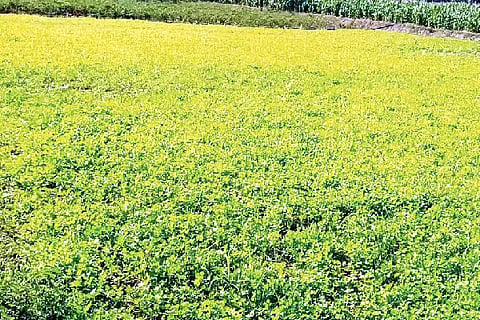 coriander  ಮೊಳಕಾಲ್ಮೂರು ತಾಲೂಕಿನ ತಿಪ್ಪೀರಯ್ಯನಹಟ್ಟಿ ರೈತ ಚಂದ್ರಣ್ಣನ ತೋಟದಲ್ಲಿ ಬೆಳದಿರುವ ಕೊತ್ತಂಬರಿ ಸೊಪ್ಪು.