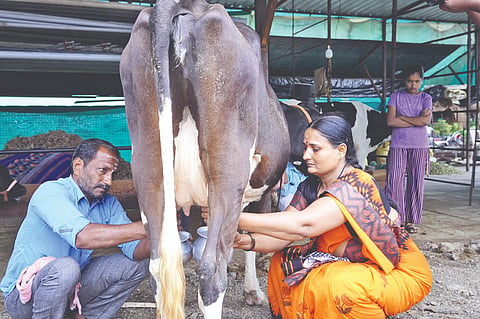 ಕ್ಷೀರ ಪೈಲಟ್ ಯೋಜನೆ ಅಳವಡಿಸಿಕೊಂಡು ಹೈನೋದ್ಯಮದಲ್ಲಿ ಯಶಸ್ವಿಯಾಗಿರುವ ನಾಗರಾಳ ಗ್ರಾಮದ ಸಾಹೇಬಗೌಡ ಪಾಟೀಲ ದಂಪತಿ ಹಾಲು ಕರೆಯುತ್ತಿರುವುದು.