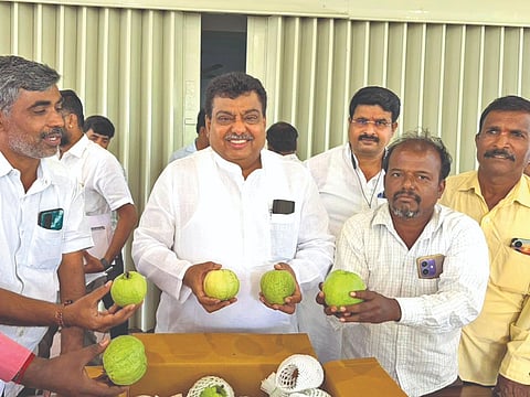 ತಿಕೋಟಾ ತಾಲೂಕಿನ ಬಾಬಾನಗರದ ಪ್ರಗತಿಪರ ರೈತ ಸಿದ್ರಾಮೇಶ್ವರಗೌಡ ಬಿರಾದಾರ ಅವರು ತಮ್ಮ ತೋಟದಲ್ಲಿ ಬೆಳೆದ ರೆಡ್ ಡೈಮಂಡ್ ತಳಿಯ ಪೇರಲ ಹಣ್ಣನ್ನು ವಿಜಯಪುರದಲ್ಲಿ ಸಚಿವ ಎಂ.ಬಿ. ಪಾಟೀಲರಿಗೆ ಉಡುಗೊರೆಯಾಗಿ ನೀಡಿದರು. ಸಿದಗೊಂಡ ರುದ್ರಗೌಡರ, ಗುರುಪಾದಗೌಡ ದಾಶ್ಯಾಳ ಮತ್ತಿತರರಿದ್ದಾರೆ.
