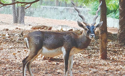  ಪಿಲಿಕುಳದ ಕೃಷ್ಣಮೃಗ ಸಾವು