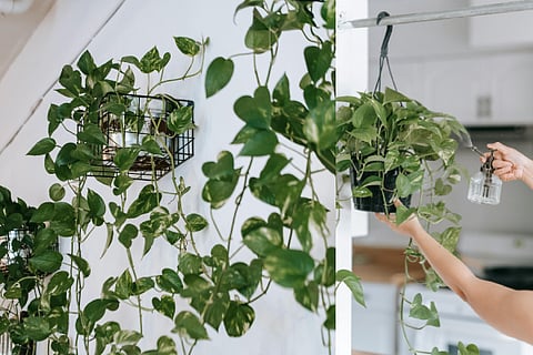 Pothos 