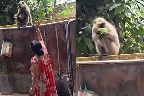 Monkey Eating Soap