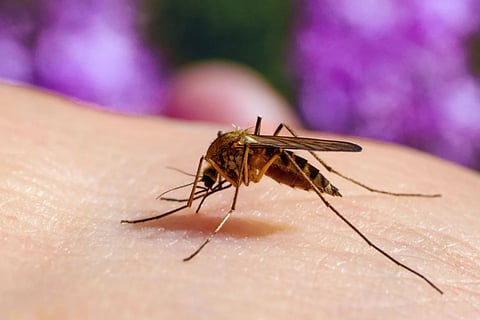 Mosquito