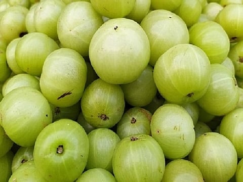 ಆರೋಗ್ಯದ ಕಣಜ ಬೆಟ್ಟದ ನೆಲ್ಲಿಕಾಯಿ! 