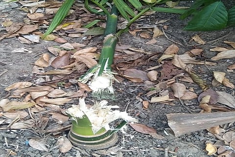 ಮುಳ್ಳುಹಂದಿಗಳಿ0ದ ನಾಶವಾಗಿರುವ ಅಡಿಕೆ ಗಿಡ